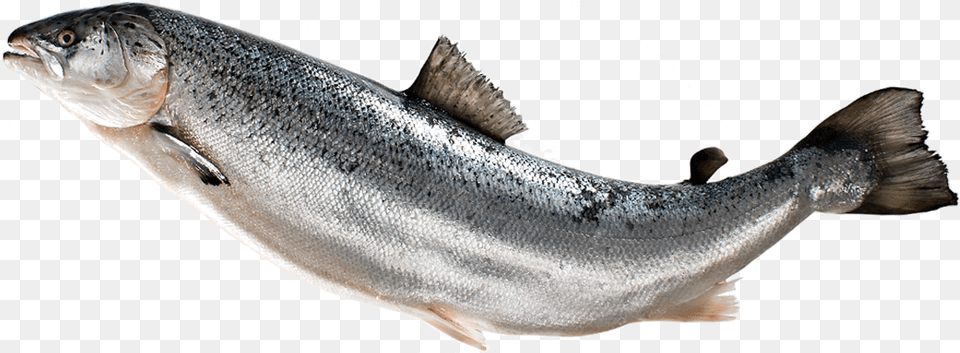 Fish, Animal, Sea Life, Coho, Trout Png