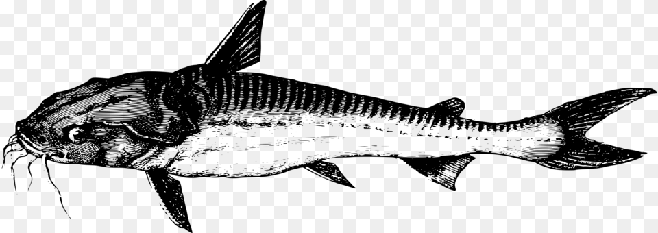 Fish, Gray Free Transparent Png