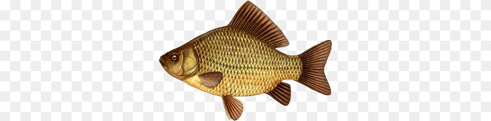 Fish, Animal, Sea Life, Carp Free Png