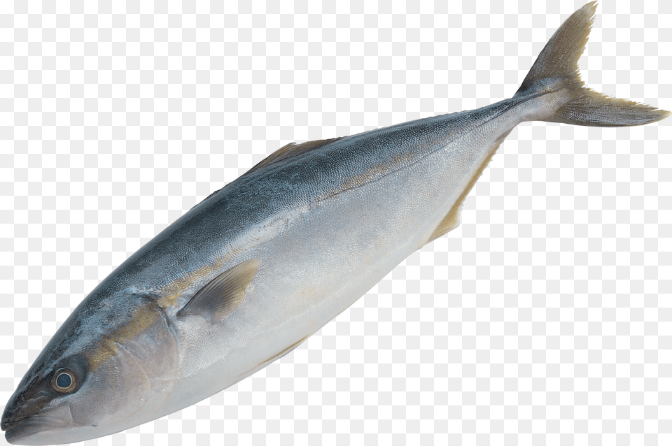 Fish, Animal, Bonito, Sea Life, Tuna Free Png