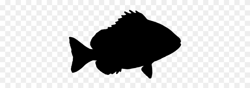 Fish Gray Png Image