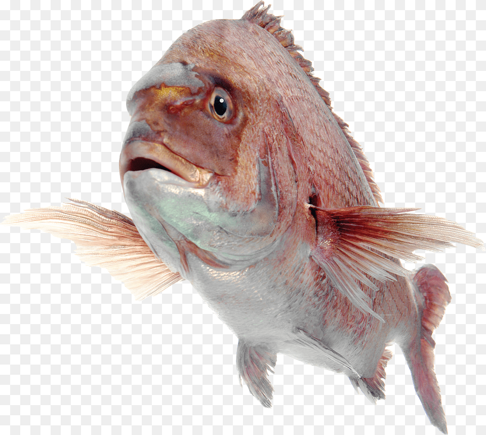 Fish Png Image