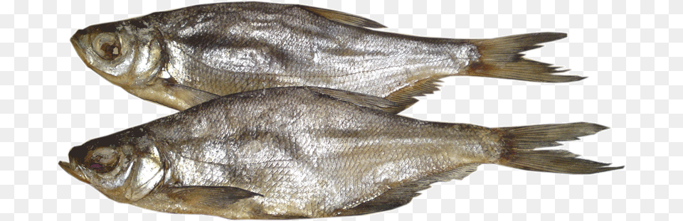 Fish, Animal, Sea Life Png Image