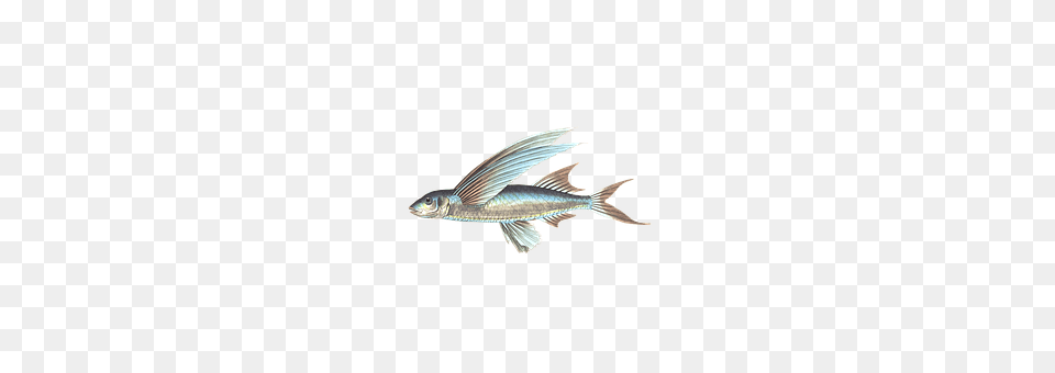 Fish Animal, Sea Life, Tuna, Food Free Png