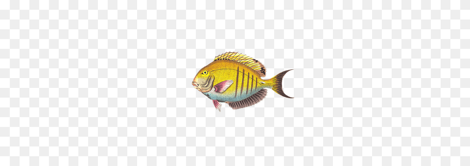 Fish Animal, Sea Life, Perch Png Image