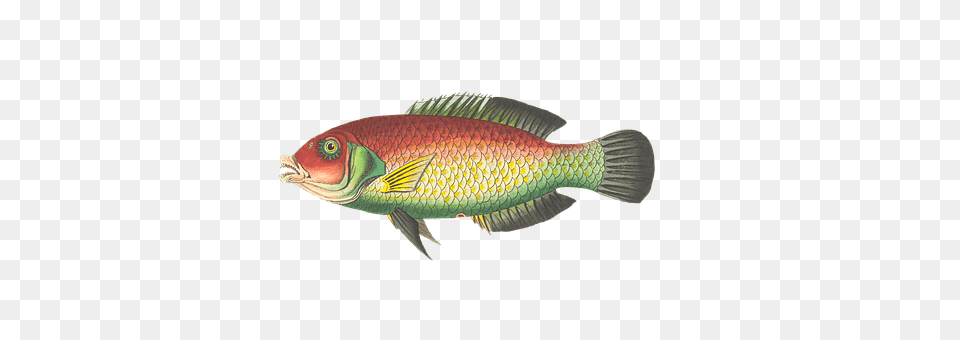 Fish Animal, Sea Life Png Image