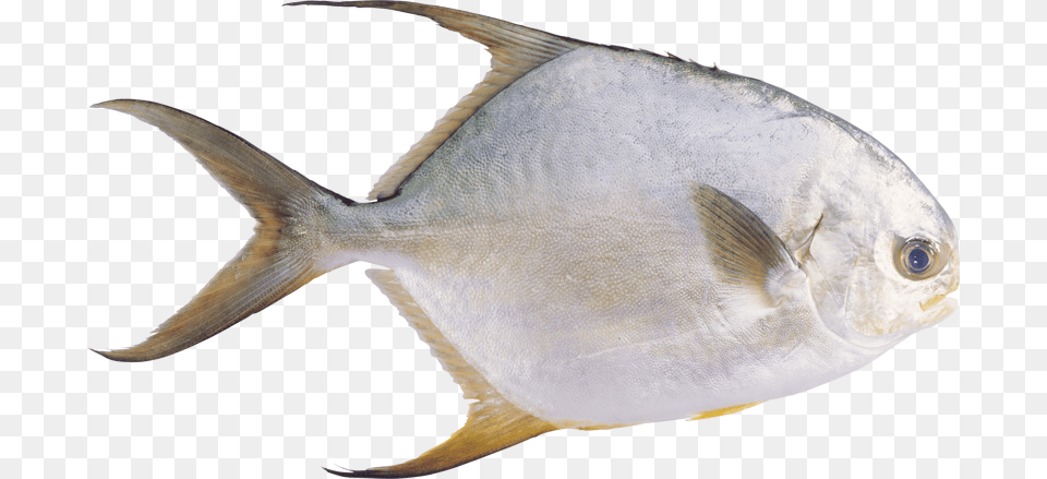 Fish, Animal, Sea Life, Tuna Png