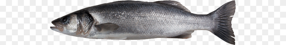 Fish, Animal, Sea Life, Food, Mullet Fish Png