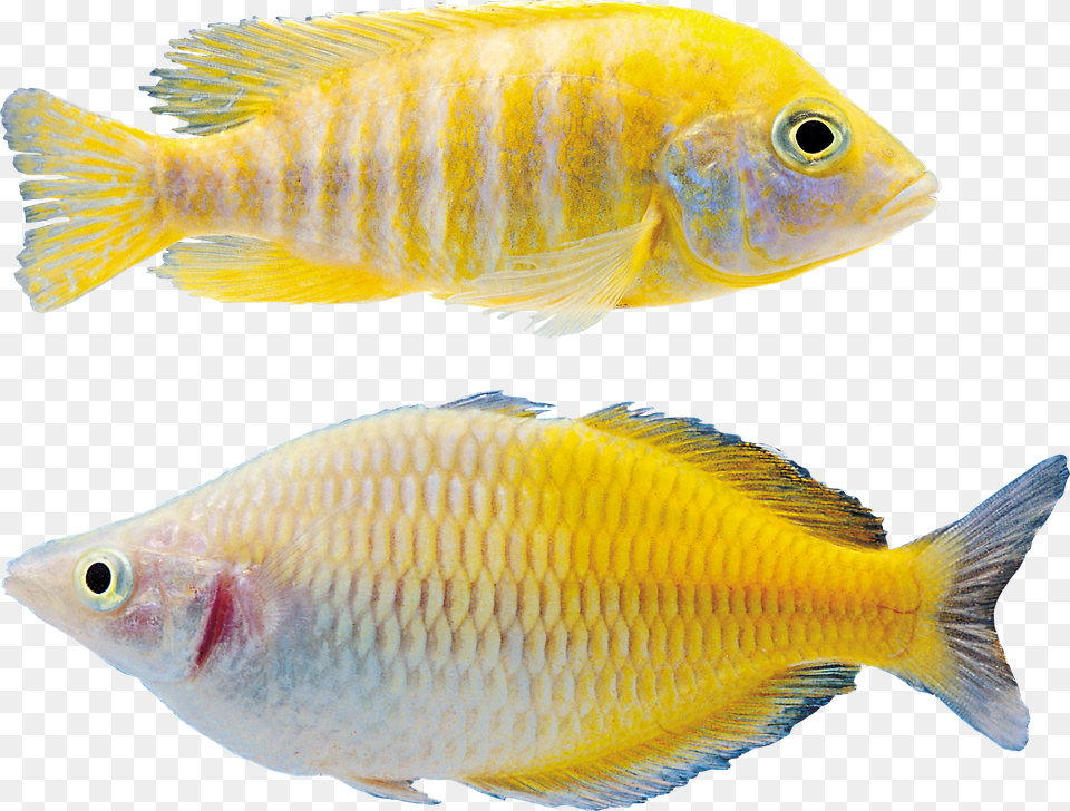 Fish, Animal, Sea Life Free Png