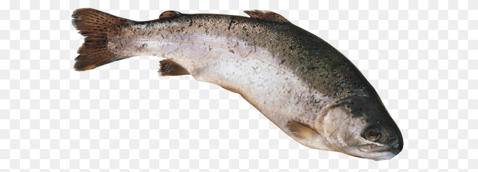 Fish, Animal, Sea Life, Trout, Coho Png Image