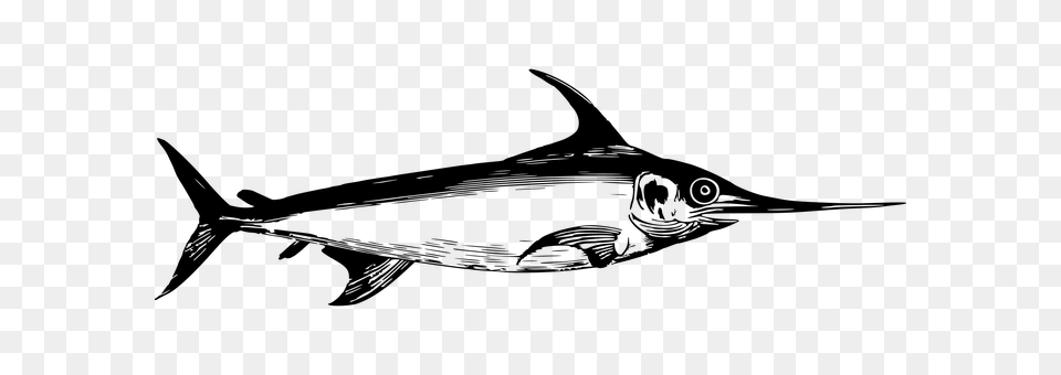 Fish Gray Png