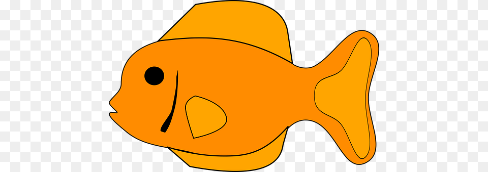 Fish Animal, Sea Life, Clothing, Hat Free Png Download