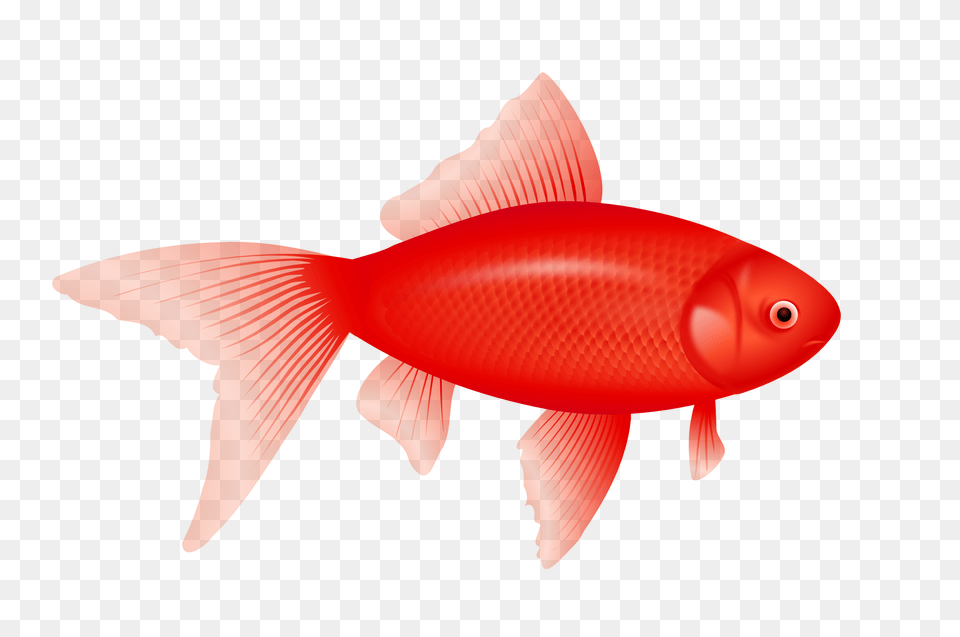 Fish, Animal, Sea Life, Goldfish Png Image