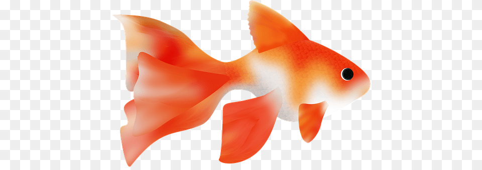 Fish Animal, Sea Life, Goldfish, Smoke Pipe Png