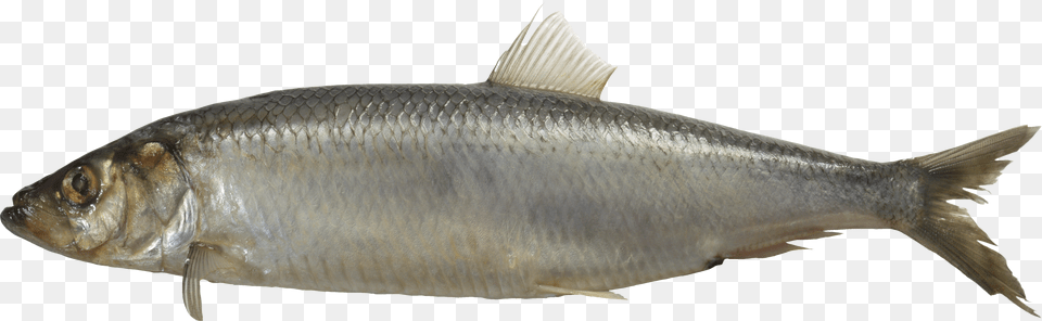 Fish Png