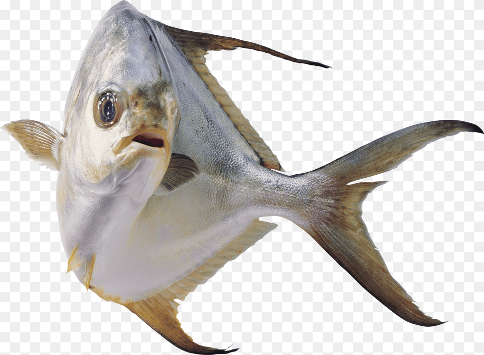 Fish, Animal, Sea Life, Tuna Free Transparent Png