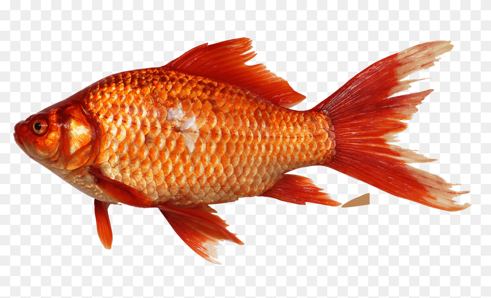 Fish, Animal, Sea Life, Goldfish Png Image