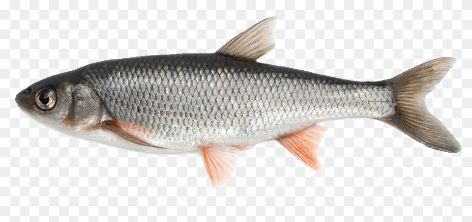 Fish, Animal, Food, Mullet Fish, Sea Life Free Png