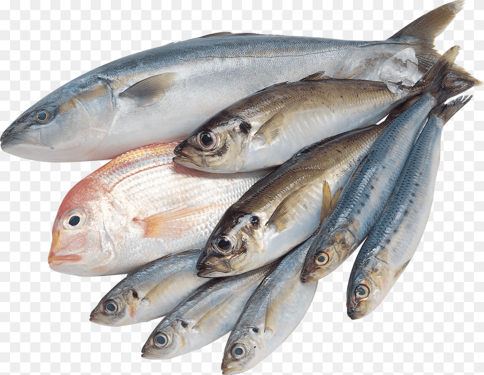 Fish, Animal, Herring, Sea Life, Sardine Free Transparent Png