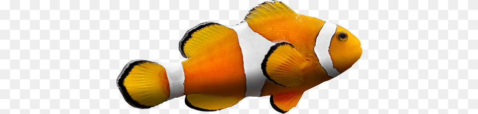 Fish, Amphiprion, Animal, Sea Life Png Image