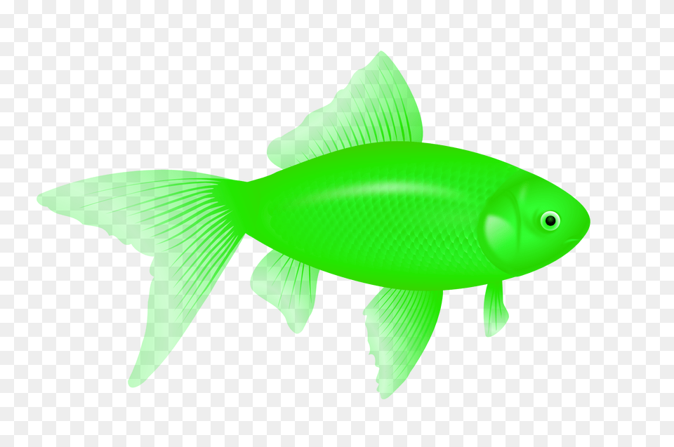 Fish, Animal, Sea Life Free Png Download