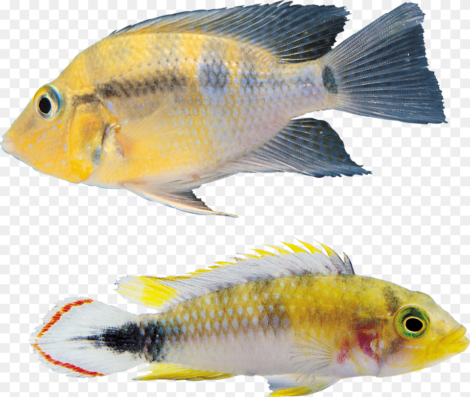Fish, Animal, Sea Life, Perch Free Png Download