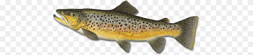 Fish, Animal, Sea Life, Trout Png Image