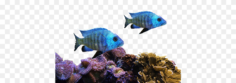 Fish Animal, Sea Life, Sea, Reef Free Png