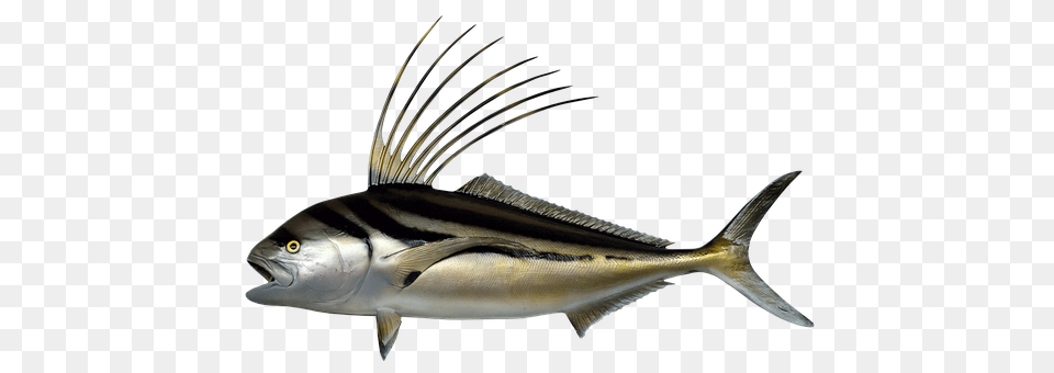 Fish Animal, Sea Life, Tuna, Bonito Free Png