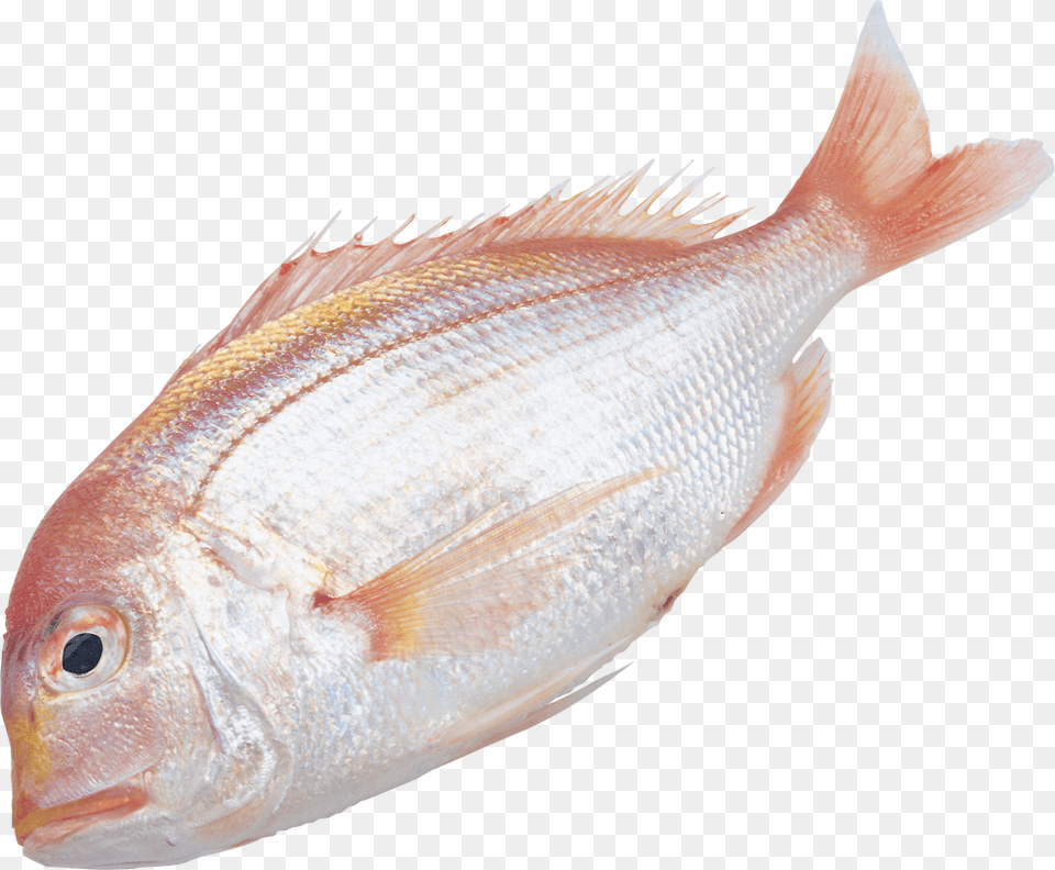 Fish, Animal, Sea Life Png Image
