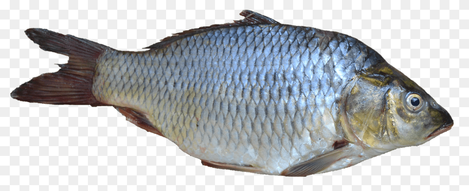 Fish, Animal, Sea Life, Carp Free Png