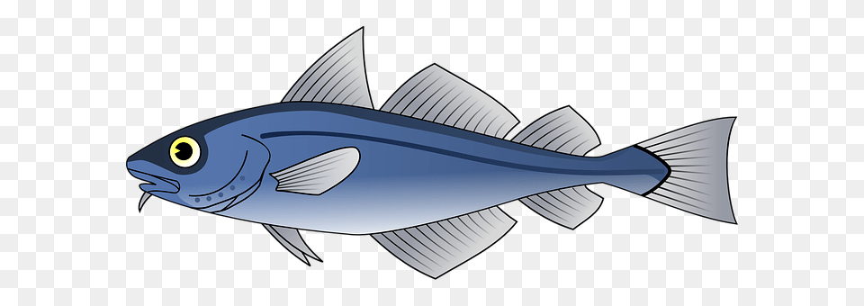 Fish Animal, Sea Life, Tuna, Bonito Free Transparent Png