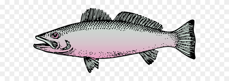 Fish Animal, Sea Life, Coho, Herring Free Png