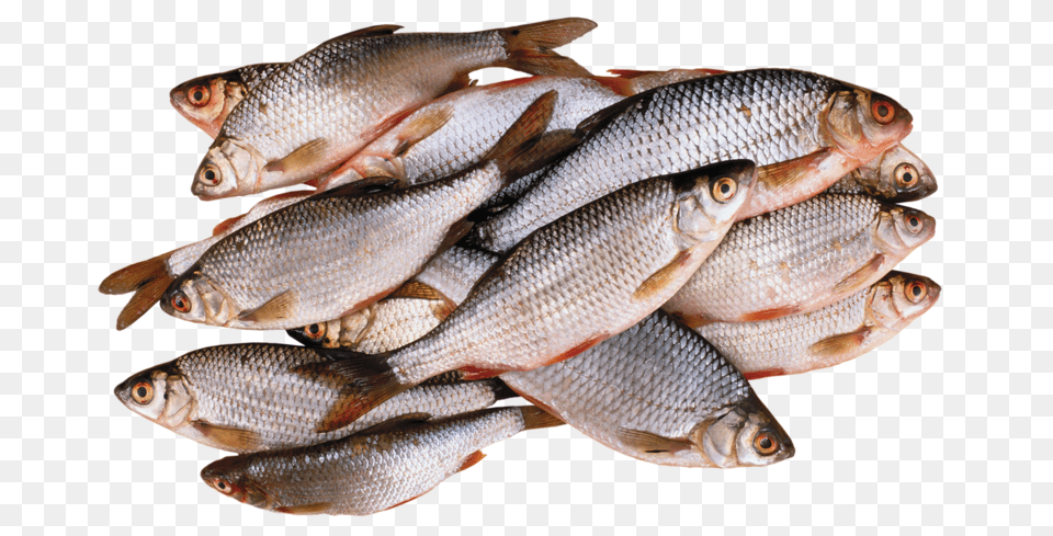 Fish, Animal, Herring, Sea Life, Food Png