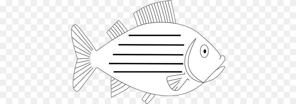 Fish Animal, Bonito, Sea Life, Tuna Png Image