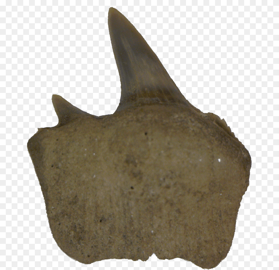 Fish, Animal, Sea Life Free Png