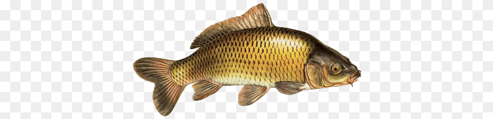 Fish, Animal, Carp, Sea Life Png Image