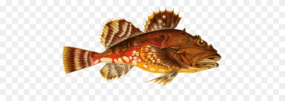 Fish Animal, Sea Life, Perch Free Transparent Png