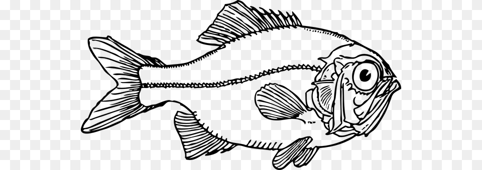 Fish Gray Png Image