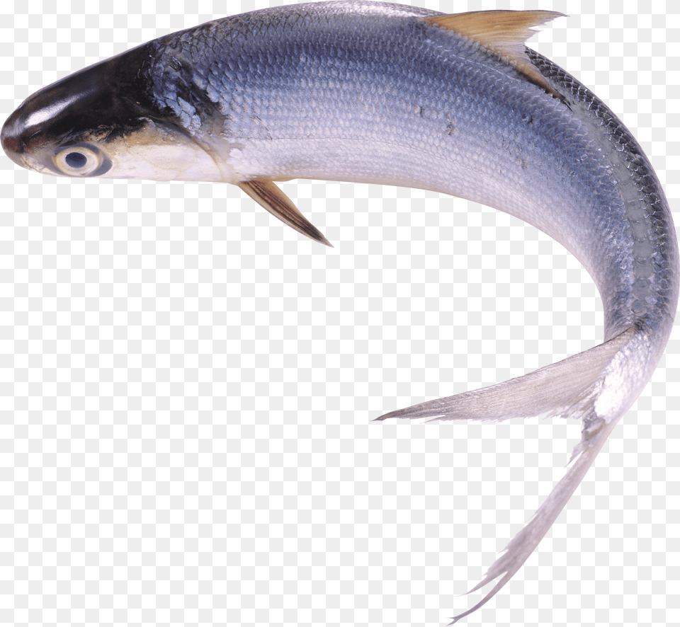 Fish Free Png Download