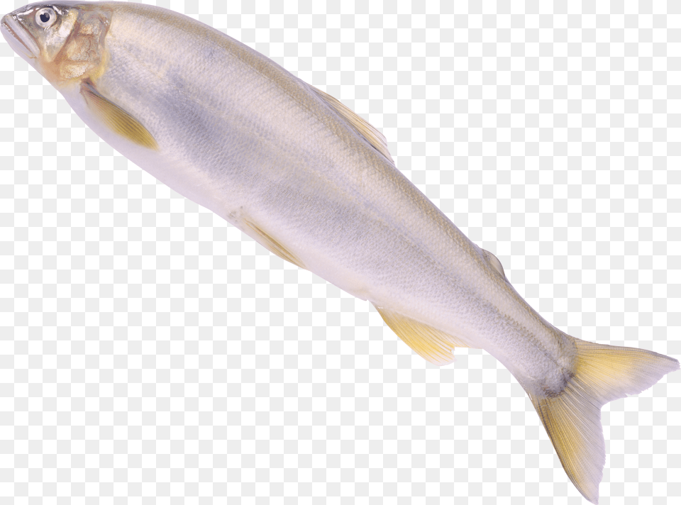 Fish, Animal, Herring, Sea Life, Food Free Png