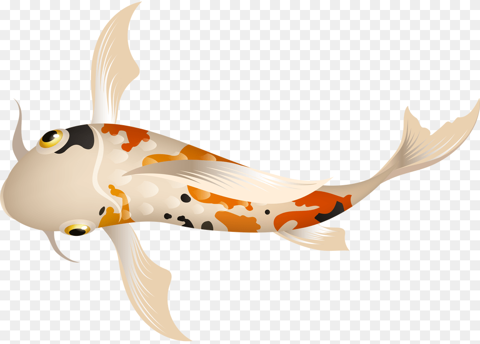 Fish, Animal, Carp, Sea Life, Koi Png