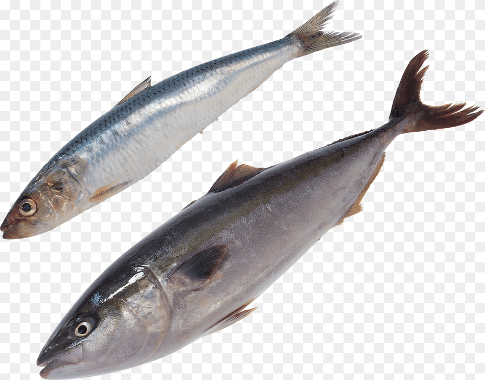 Fish, Animal, Herring, Sea Life, Tuna Free Transparent Png