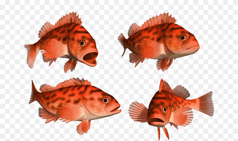 Fish, Animal, Sea Life Png