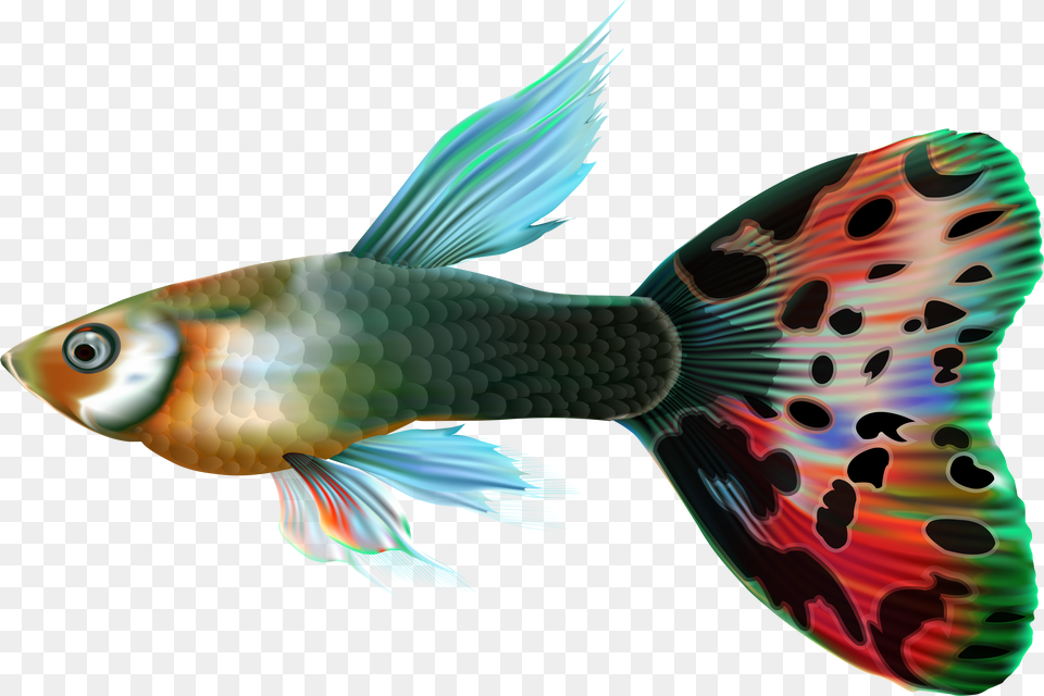 Fish Png