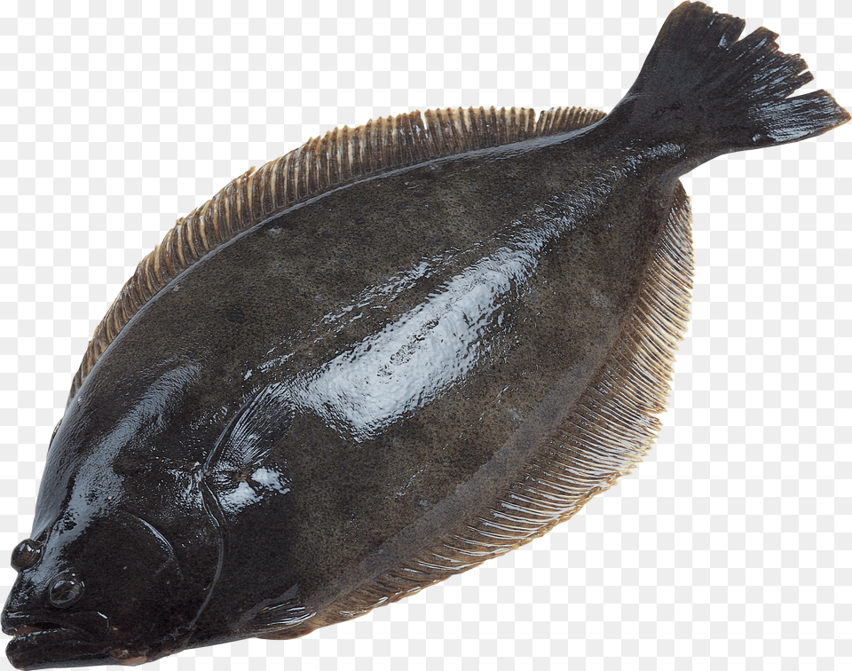 Fish, Animal, Halibut, Sea Life Free Transparent Png