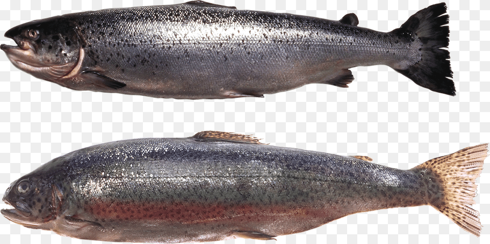 Fish Free Png Download