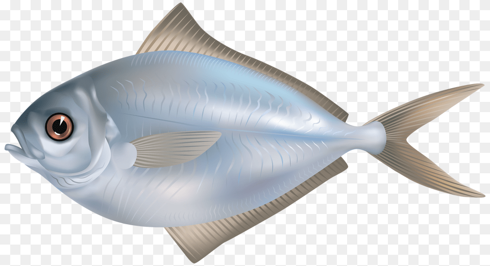 Fish, Animal, Sea Life, Herring, Tuna Free Png