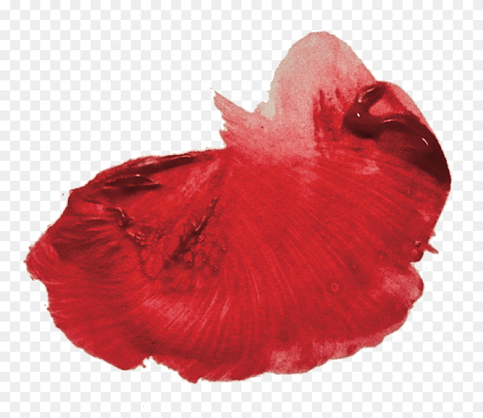 Fish, Flower, Petal, Plant, Person Png