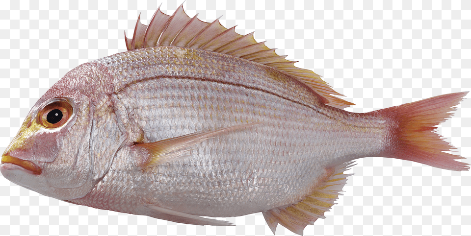 Fish Png